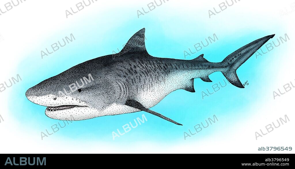 Art illustration of a Tiger Shark (Galeocerdo cuvier).