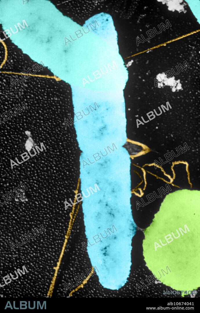 A transmission electron micrograph (TEM) showing bacterial recombination. The slender tube between the two bacteria of different strains in this electron micrograph is known as a pilus (plural: pilli) (in yellow). Its proteins are produced in a plasmid-plus bacterium by two genes on the plasmid chromosome. The pilus is a plasmid's way of moving its genes from bacterium to another. Once the pilus forms the plasmid undergoes a round of replication. The new plasmid chromosome passes through the pilus into the plasmid-minus bacterium. The arrival of a plasmid changes the recipient into a plasmid-plus bacterium, which is capable of repeating the process. Magnification = x40,000.