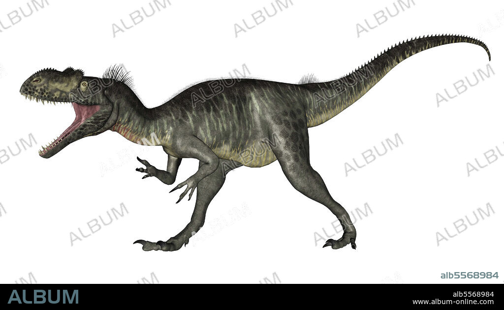 Megalosaurus dinosaur roaring, isolated on white background.