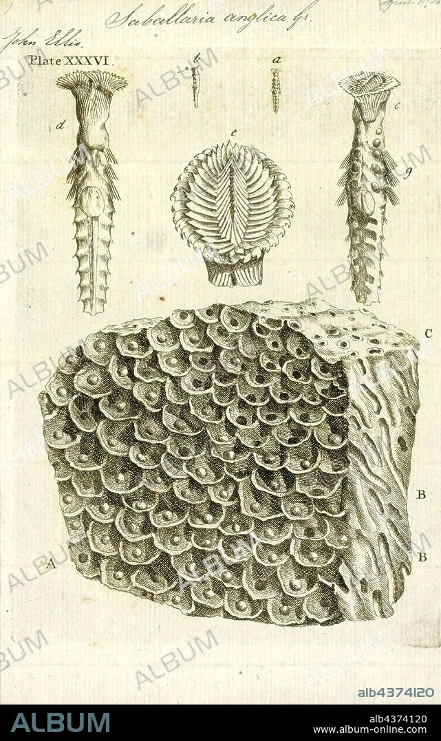 Sabellaria anglica, Print, Sabellaria is a genus of marine polychaete worms in the family Sabellariidae. The type species is Sabellaria alveolata (Linnaeus, 1767). These worms are sedentary and build tubes in which to live from sand and shell fragments. Some species are called honeycomb worms and when they occur in great numbers they can form reefs on rocks and other hard substrates. They are filter feeders, extending a plume-like fan of radioles from the end of the tube in order to catch plankton and detritus floating past. They have a distinctive operculum which is used to block the opening of the tube when the radioles are retracted.