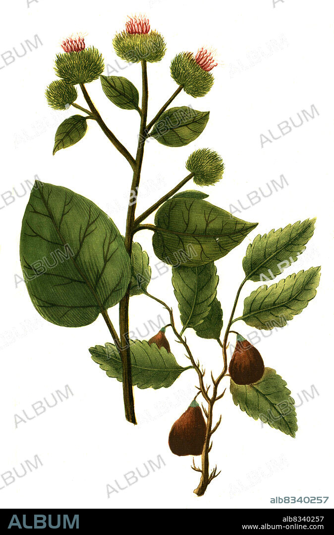 Bardana major folio non serrato, Klette, Arctium Lappa/ major und Bdellifera arbor de qua gumi bdellium, sºdarabischer Balsambaum, Commiphora mukul mit Bdelliumharz, Phytanthoza iconographia, historische Pflanzenillustration aus dem um 1740 erschienen Buch, digital aufbereitet, historical plant illustration from the book published around 1740, digitally enhanced.