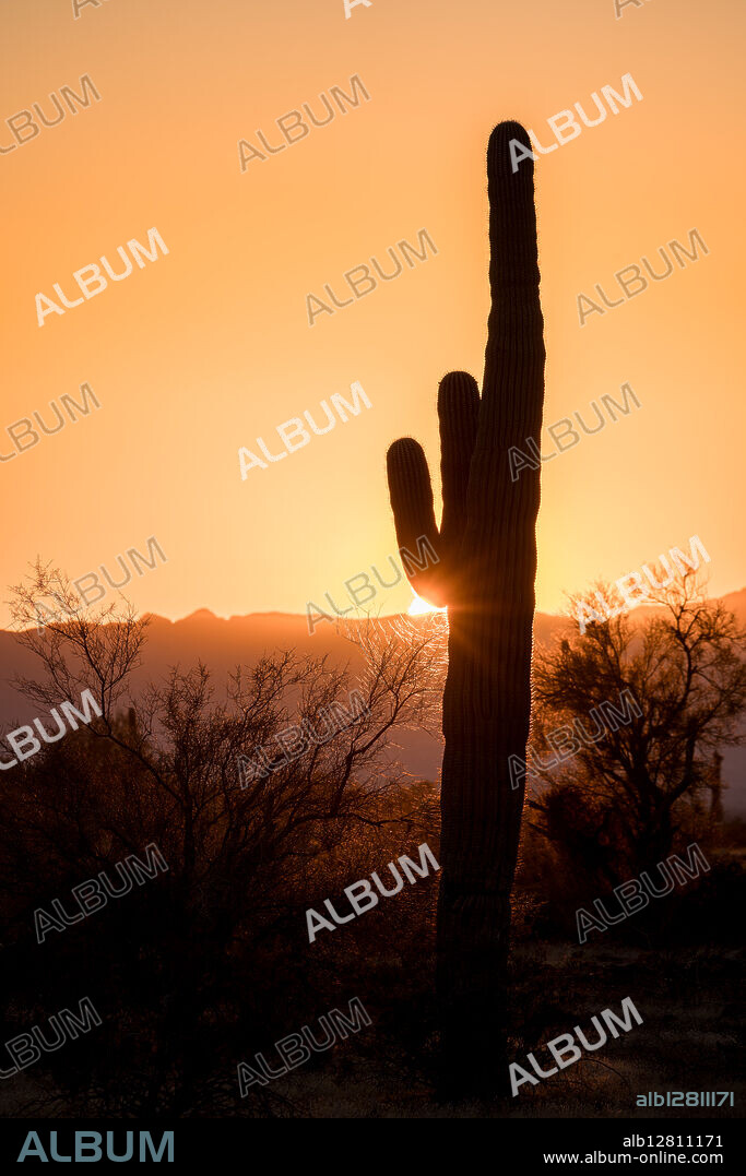 Saguaro cactus (Carnegiea gigantea) at sunset in the Sonoran Desert near Quartzsite, Arizona, USA. This tree-like cactus can grow to be over 12 metres tall. They have a relatively long lifespan, often exceeding 150 years. They usually do not grow arms until at they are at least 75 years of age.