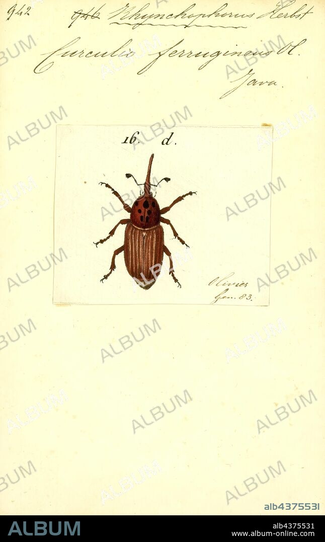 Rhynchophorus, Print, Rhynchophorus, or common name palm weevil, is a genus of beetles in the weevil family, Curculionidae. Palm weevils are major pests of various trees in the family Arecaceae throughout the tropics including: coconut (Cocos nucifera), Areca catechu, species of the genus Phoenix, Metroxylon sagu.