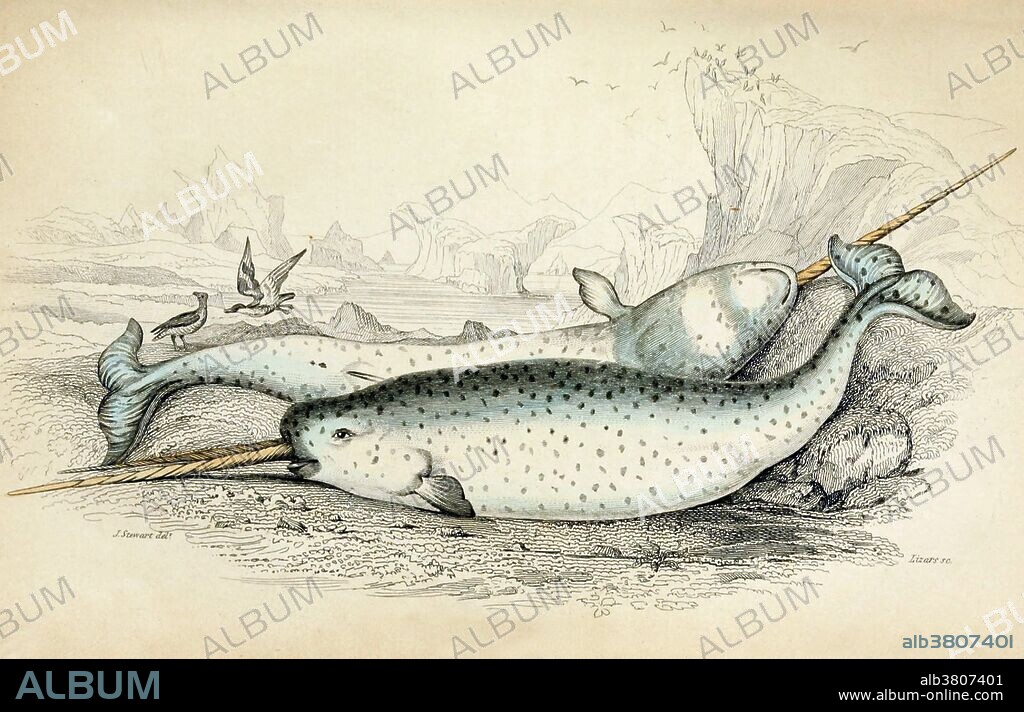 The narwhal, or narwhale (Monodon monoceros), is a medium-sized toothed whale and possesses a large tusk from a protruding canine tooth. It lives year-round in the Arctic waters around Greenland, Canada, and Russia. It is one of two living species of whale in the Monodontidae family. Inuit people, who call a tusked narwhal qilalugaq tugaalik, are allowed to hunt this whale species legally for subsistence. Narwhals have been extensively hunted the same way as other sea mammals, such as seals and whales, for its large quantities of fat which are one of the most important resources of the native people in Arctic regions. Almost all parts of the narwhal, meat, skin, blubber and organs are consumed. Whale is the common name for various marine mammals of the order Cetacea. All cetaceans have forelimbs modified as fins, a tail with horizontal flukes, and nasal openings (blowholes) on top of the head. Whales inhabit all the world's oceans and number in the millions. Human hunting of whales from the seventeenth century until 1986 radically reduced the populations of some whale species. They are long-lived, humpback whales living for up to 77 years, while bowhead whales may live for more than a century. Whales by Robert Hamilton, 1843.