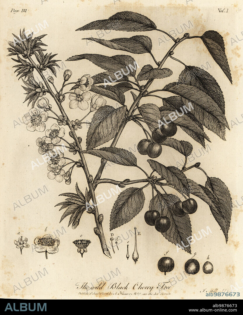 Sour cherry, tart cherry or dwarf cherry, Prunus cerasus. Wild Black Cherry Tree. Copperplate engraving drawn and engraved by John Miller (Johann Sebastian Muller) from John Evelyns Sylva, or A Discourse of Forest Trees and the Propagation of Timer, J. Dodsley, London, 1776.