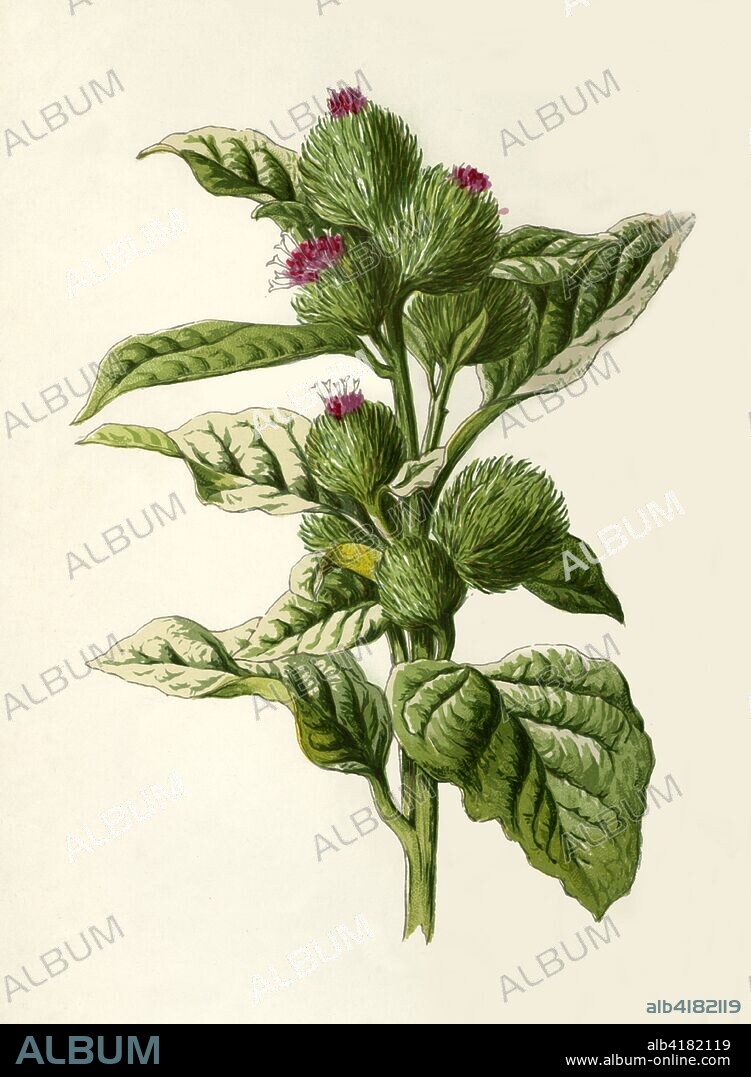 'Burdock', 1877. Burdock, (Arctium) - biennial plant, the taproot can be harvested, used in traditional Chinese medicine. From "Familiar Wild Flowers", figured and described by F. Edward Hulme, F.L.S., F.S.A. [Cassell & Company, Limited; London, Paris & New York, 1877].