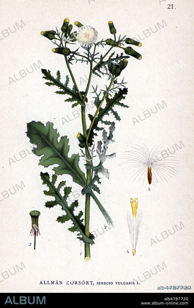 SENECON Commun, Senecio vulgaris. Chromolithographie in La FLORE des pays nordiques , 1905. les illustrations sont realisees a partir des oeuvres de Johan Wilhelm Palmstruch (1802-1843). Chromolithograph from Carl Lindman's "Bilder ur Nordens Flora" (Pictures of Northern Flora), Stockholm, Wahlstr¨m & Widstrand, 1905. Lindman (1856-1928) was Professor of Botany at the Swedish Museum of Natural History (Naturhistoriska Riksmuseet). The chromolithographs were based on Johan Wilhelm Palmstruch's "Svensk botanik" (1802-1843).
