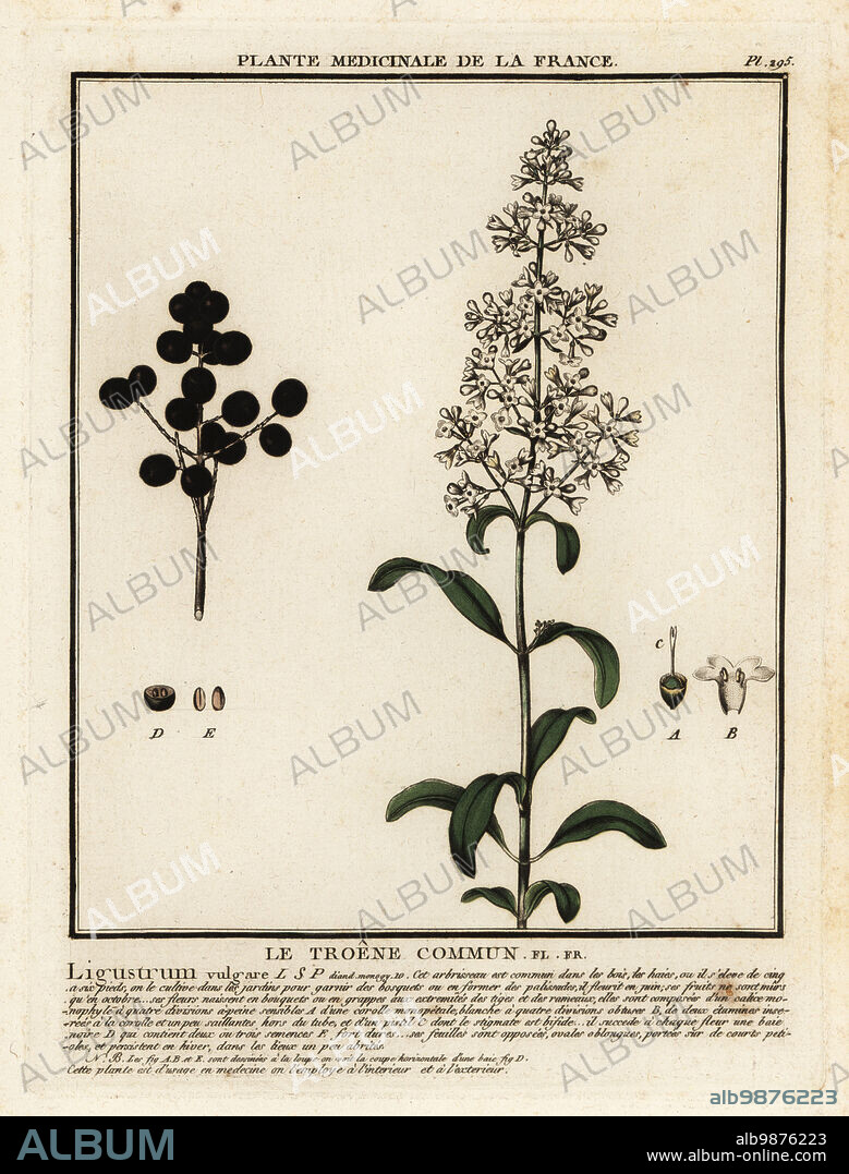 Wild privet, Le troene commun, Ligustrum vulgare. Copperplate engraving printed in three colours by Pierre Bulliard from his Herbier de la France, ou collection complete des plantes indigenes de ce royaume, Didot jeune, Debure et Belin, 1780-1793.