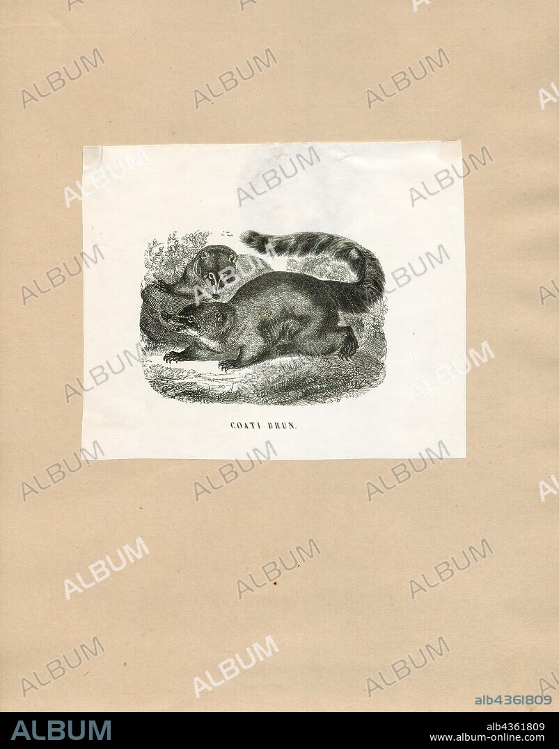 Nasua narica, Print, The white-nosed coati (Nasua narica), also known as the coatimundi, is a species of coati and a member of the family Procyonidae (raccoons and their relatives). Local Spanish names for the species include pizote, antoon, and tejón, depending upon the region. It weighs about 4–6 kg (8.8–13.2 lb). However, males are much larger than females: small females can weigh as little as 2.5 kg (5.5 lb), while large males can weigh as much as 12.2 kg (27 lb). On average, the nose-to-tail length of the species is about 110 cm (3.6 ft) with about half of that being the tail length., 1700-1880.