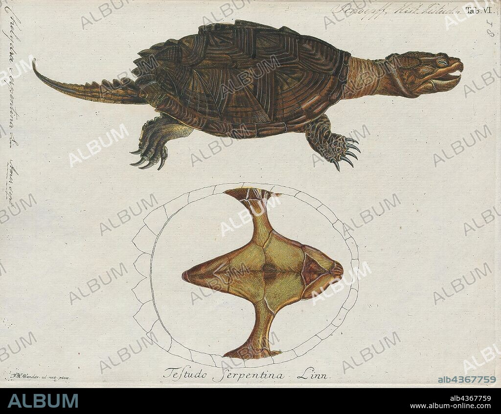 Chelydra serpentina, Print, The common snapping turtle (Chelydra serpentina) is a large freshwater turtle of the family Chelydridae. Its natural range extends from southeastern Canada, southwest to the edge of the Rocky Mountains, as far east as Nova Scotia and Florida. The three species of Chelydra and the larger alligator snapping turtles (genus Macrochelys) are the only extant chelydrids, a family now restricted to the Americas. The common snapping turtle, as its name implies, is the most widespread., 1700-1880.