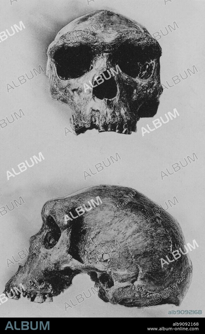 Fossil Man. Rhodesian skull (Homo Rhodesiensis) from a cavern, Broken Hill, Northern Rhodesia.