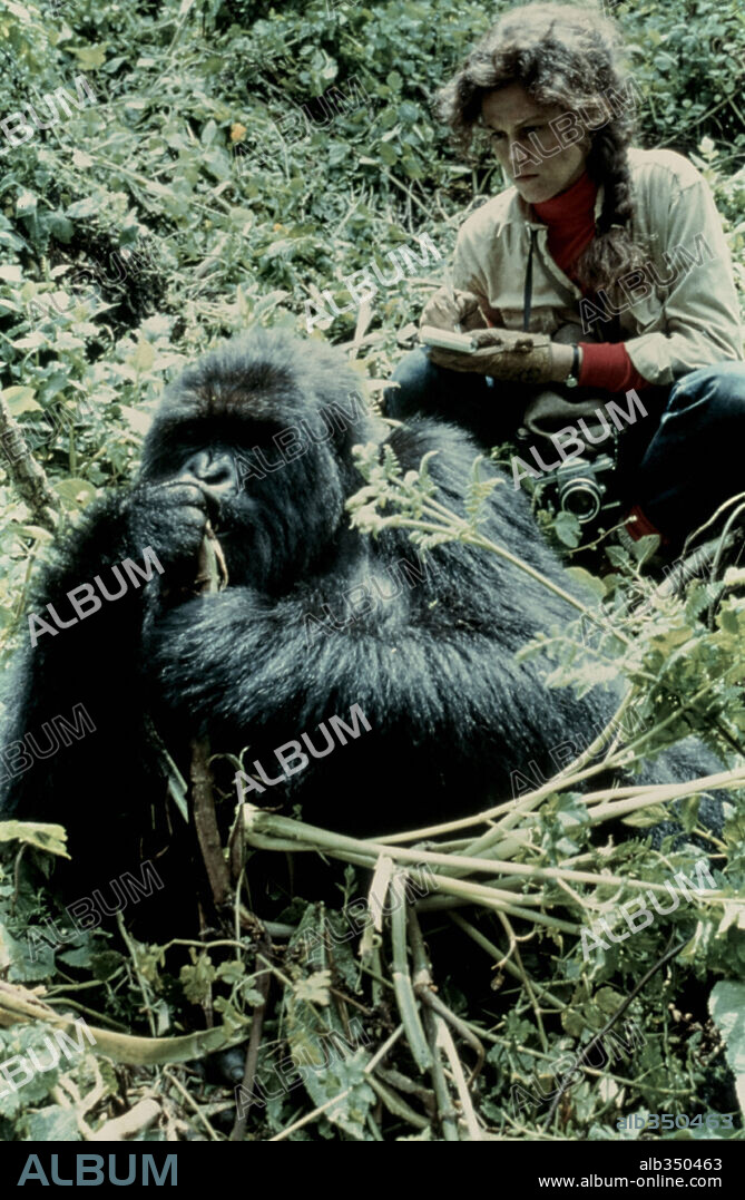SIGOURNEY WEAVER in GORILLAS IN THE MIST: THE STORY OF DIAN FOSSEY, 1988, directed by MICHAEL APTED. Copyright WARNER BROTHERS.