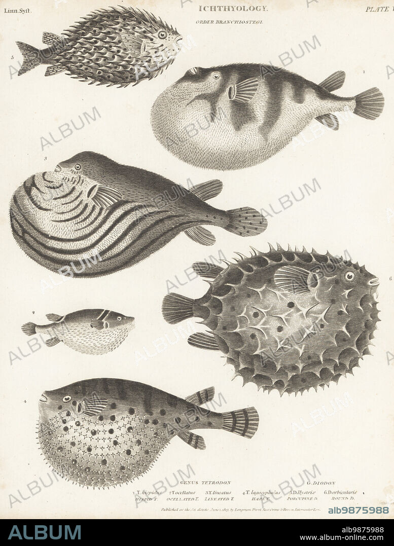 White spotted puffer, Arothron hispidus 1, ocellated puffer, Takifugu ocellatus 2, Nile puffer, Tetraodon lineatus 3, oceanic puffer, Lagocephalus lagocephalus 4, spot-fin porcupinefish, Diodon hystrix 5, and birdbeak burrfish, Cyclichthys orbicularis 6. Copperplate engraving by Thomas Milton from Abraham Rees' Cyclopedia or Universal Dictionary of Arts, Sciences and Literature, Longman, Hurst, Rees, Orme and Brown, Paternoster Row, London, June 1, 1813.