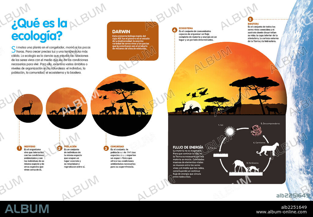 ¿Qué es la ecología?. Infografía sobre el objeto de estudio de la ecología y los niveles de organización de los seres vivos en la naturaleza.