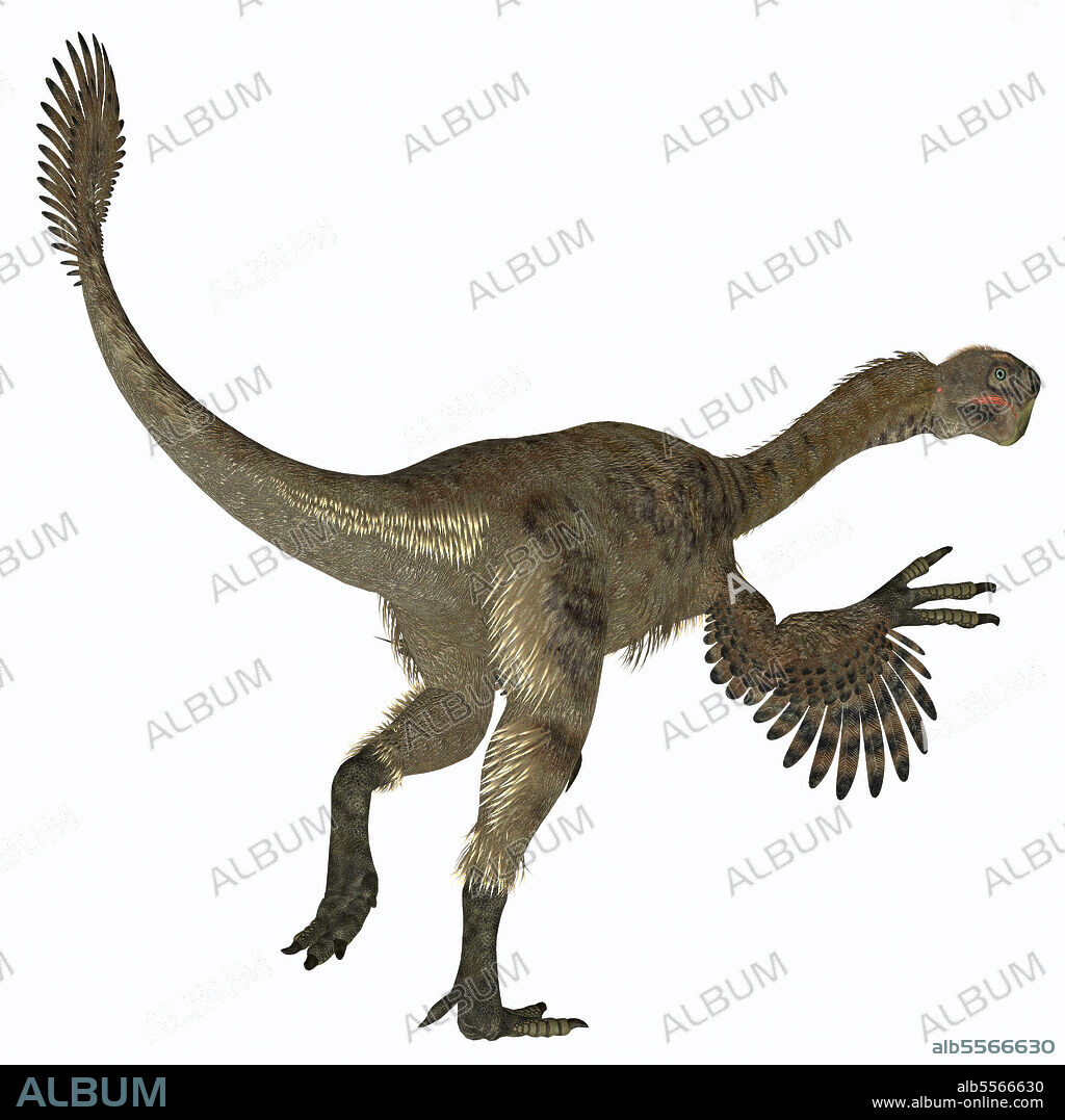 Citipati female dinosaur, white background. Citipati was a carnivorous Velociraptor dinosaur that lived in Mongolia during the Cretaceous Period.
