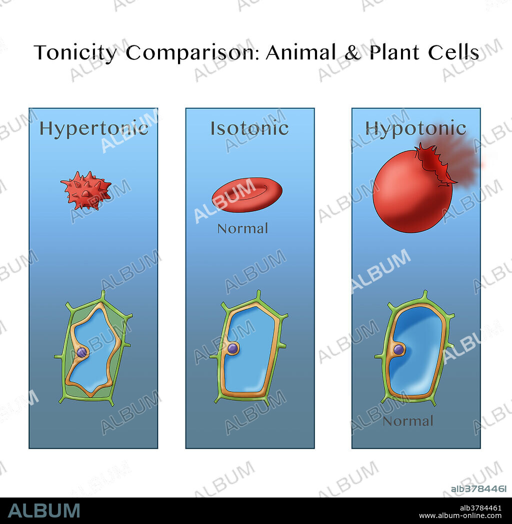Osmosis in Plant and Animal Cells, Illustration