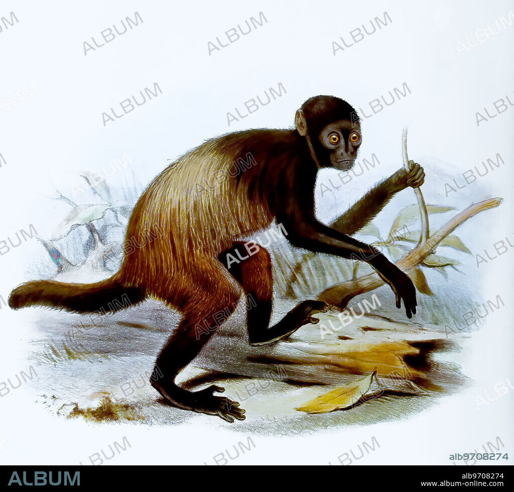 Black-faced Uakari or Black Uakari, Cacajao melanocephalus, primate species from the genus Uakari within the New World monkeys, Historical, digitally restored reproduction of an original artwork from the 19th century, exact original date not known.