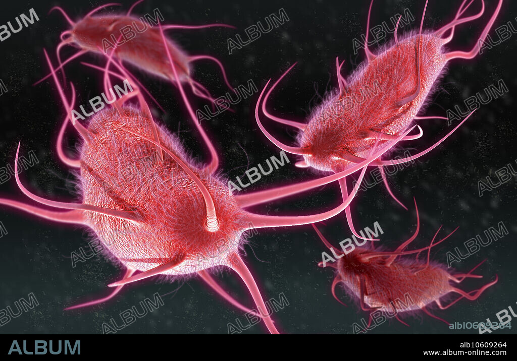 A 3D illustration of peritrichous bacteria, a species of bacteria with multiple flagella projecting in all directions. Flagella are tail-like structures involved in locomotion, and can be used to identify certain strains of bacteria. Salmonella and E. coli are examples of peritrichous bacteria.