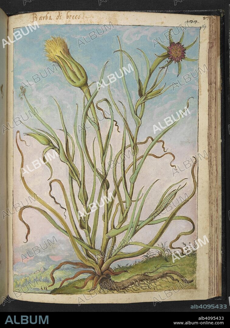 GHERALDO CIBO. Barba di becco. Salsify (Tragopogon pratensis.) Common and ancient name is Beard beak. Coloured drawings of plants, copied from nature in the Roman States, by Gerardo Cibo. Vol. I. Pietro Andrea Mattioli, Physician, of Siena: Extracts from his edition of Dioscorides' "de re Medica":. Italy, c. 1564-1584. Source: Add. 22332 f.169. Language: Italian.
