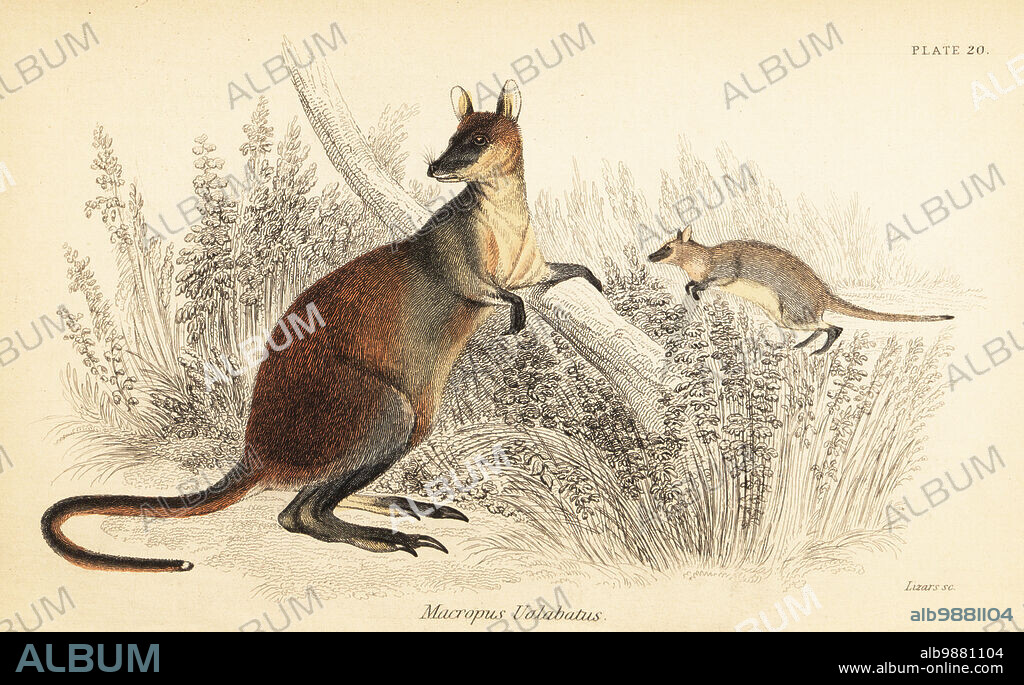 Swamp wallaby, Wallabia bicolor. Aroe kangaroo, Macropus ualabatus. Handcoloured steel engraving by Lizars after an illustration by George Robert Waterhouse from his Marsupialia or Pouched Animals, Volume XI of the Naturalists Library, W. H. Lizars, Edinburgh, 1841. Waterhouse (1810-1888) was curator at the Zoological Society of Londons museum.