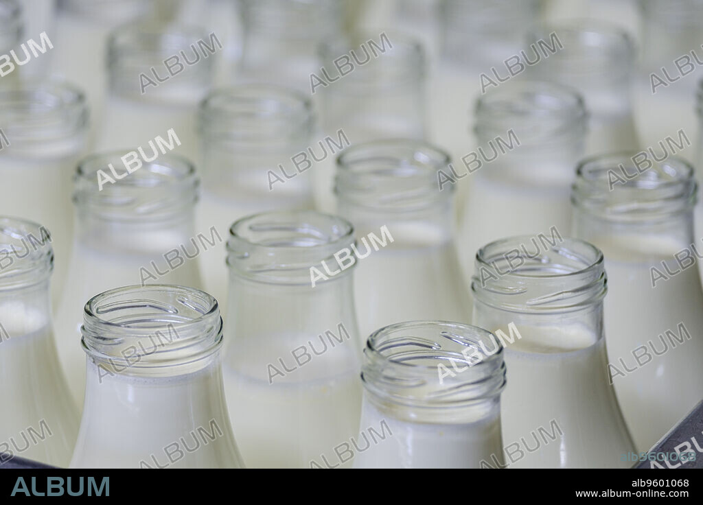 fresh milk, Sa Teulera farm, Petra, Mallorca, Balearic Islands, Spain.