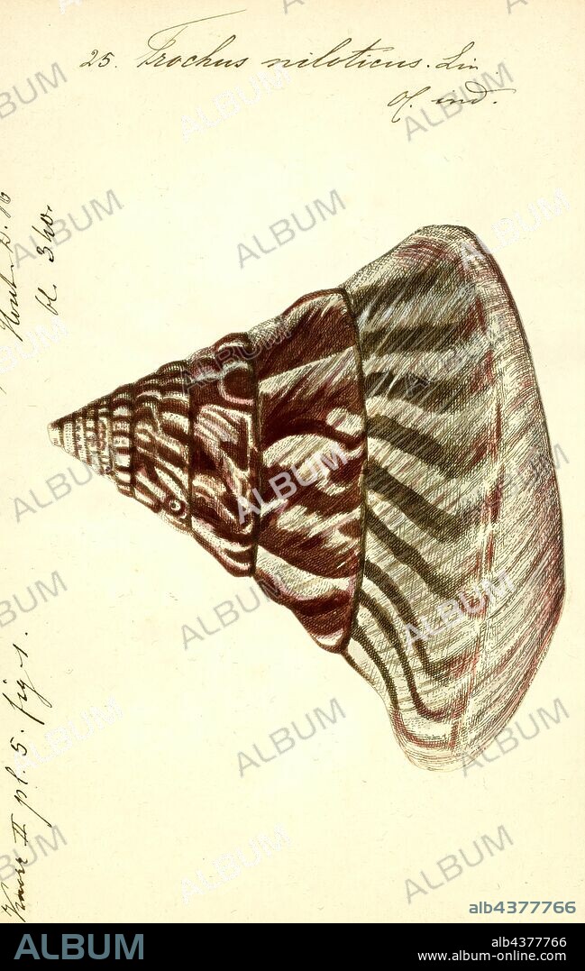 Trochus niloticus, Print, Trochus is a genus of medium-sized to large, top-shaped sea snails with an operculum and a pearly inside to their shells, marine gastropod molluscs in the family Trochidae, the top snails.