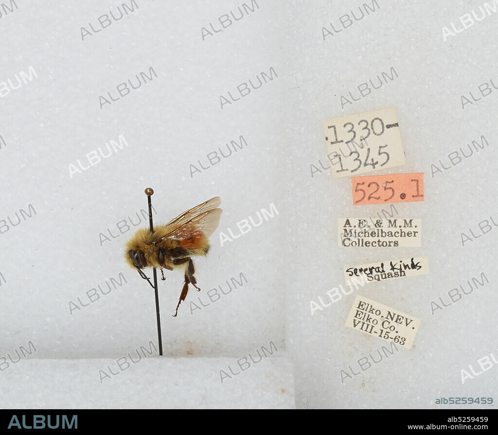 Elko, Nevada, United States, Bombus sp., Animalia, Arthropoda, Insecta, Hymenoptera, Apidae, Apinae.