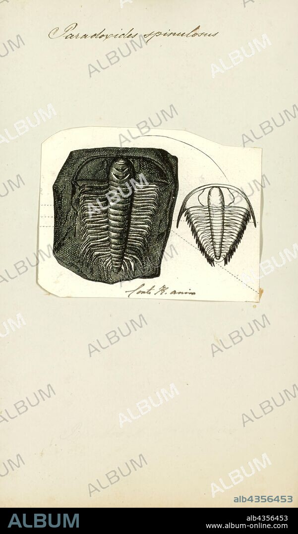 Paradoxides spinulosus, Print, Paradoxides is a genus of large to very large trilobites found throughout the world during the Mid Cambrian period. One record-breaking specimen of Paradoxides davidis is 37 cm (15 in). It has a semicircular head, free cheeks each ending with a long, narrow, recurved spine, and sickle-shaped eyes, providing almost 360° view, but only in the horizontal plane. Its elongated trunk was composed of 19-21 segments and was adorned with longish, recurved lateral spines. Its pygidium (caudal shield) was comparatively small. Paradoxides is a characteristic Middle Cambrian trilobite of the 'Atlantic' (Avalonian) fauna. Avalonian rocks were deposited near a small continent called Avalonia in the Paleozoic Iapetus Ocean. Avalonian beds are now in a narrow strip along the East Coast of North America, and in Europe.