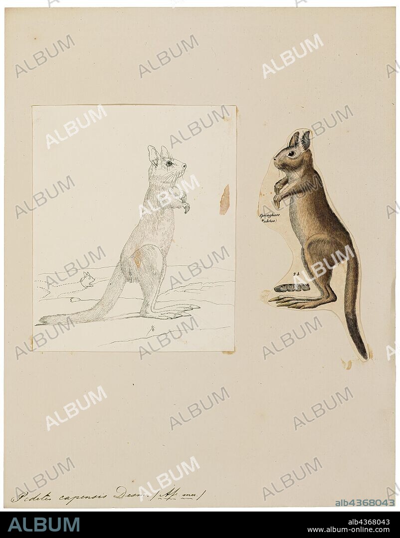 Pedetes capensis, Print, The South African springhare (Pedetes capensis), or springhaas in Afrikaans, is not actually a hare, but a rodent. It is one of two living species in the genus Pedetes, and is native to southern Africa. Formerly, the genus was considered monotypic and the East African springhare (P. surdaster) was included in P. capensis. Though the species look alike at a casual glance, scientific study can easily determine which is which., 1700-1880.