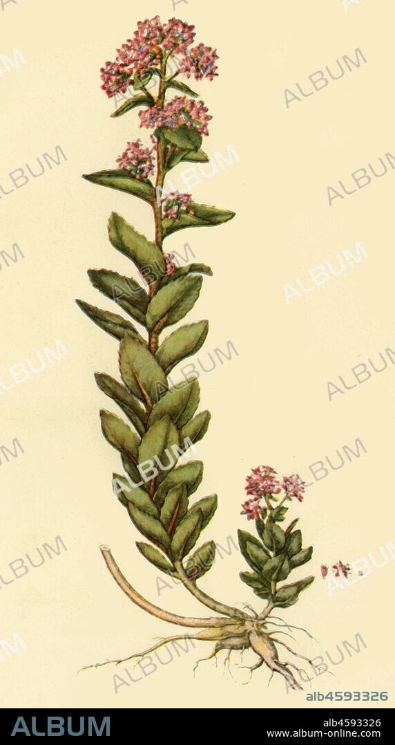 'Orpine', 1777, (1944). Botanical illustration from "Flora Londinensis" by Curtis. [1777]. Published in "Wild Flowers in Britain", by Geoffrey Grigson. [Collins, London, 1944].