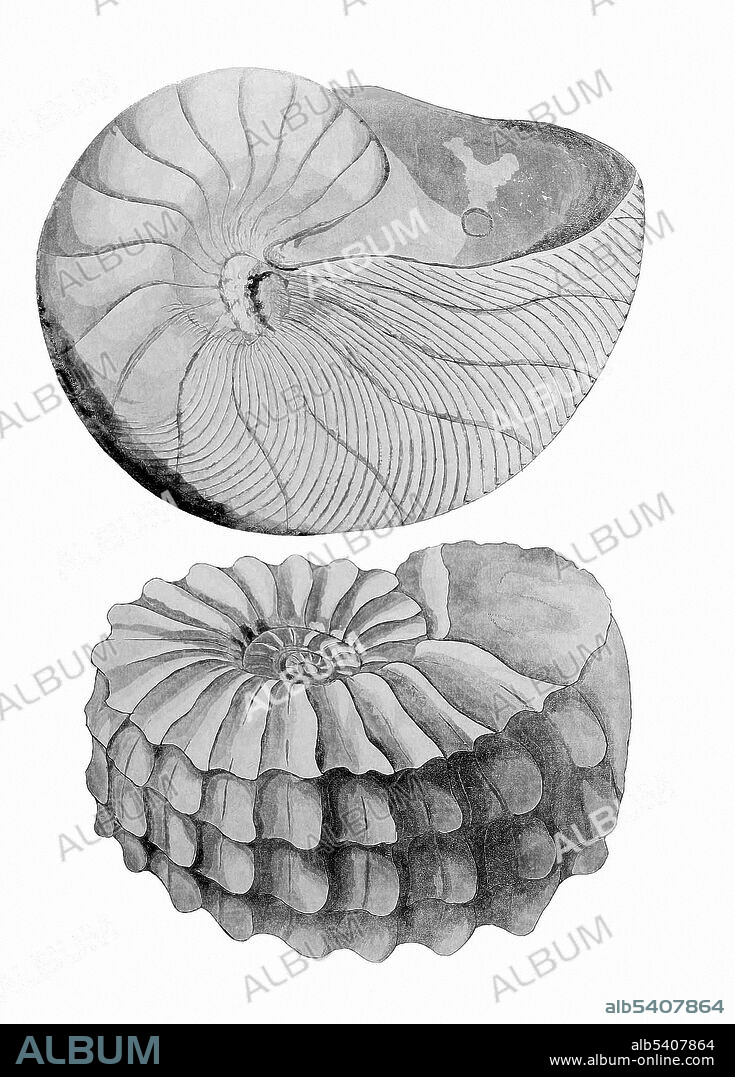Fossils of the South Downs, or Illustrations of the Geology of Sussex by Gideon Mantell, engravings executed by Mrs. Mantell (Mary Ann Woodhouse), from drawings by the author, 1822.  This is plate XX, showing Nautlius elegans from the Grey chalk marl at Middleham, and Ammonites sussexiensis, from Hamsey.