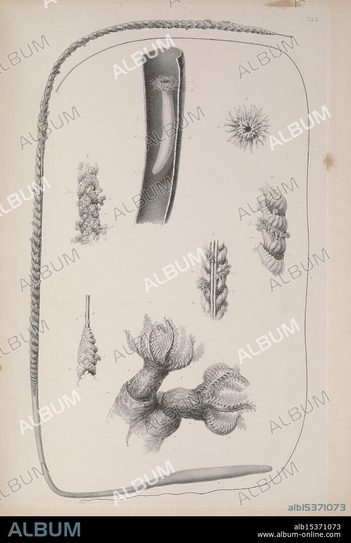 Fauna littoralis Norvegiae, oder Beschreibung und Abbildungen neuer oder wenig bekannten Seethiere, Bergen, Beyer,1846-1877, Norway, marine animals, The composition features a collection of intricate biological illustrations showcasing various microscopic organisms and structures. Prominent in the arrangement is a long, slender filament-like structure, possibly representing a type of algal or plant material. Surrounding it are detailed renditions of smaller, complex forms, including a spiky organism resembling a protozoan, various larval forms, and fibrous entities with delicate, wispy appendages. Each illustration is meticulously rendered with careful attention to detail, capturing the unique characteristics and textures of these life forms, creating a fascinating glimpse into the diversity of microscopic life.
