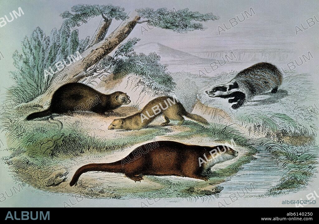 GRABADO-HURON-NUTRIA-TEJON-TURON.