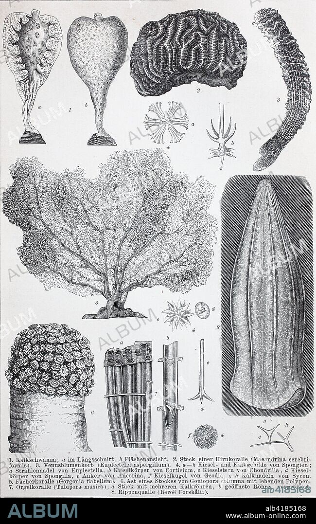 Historical images of various Coelenterata, an obsolete term encompassing the animal phyla Cnidaria, coral animals, true jellies, sea anemones, sea pens, and their allies, and Ctenophora, comb jellies, digital improved reproduction of an original print from the 19th century.