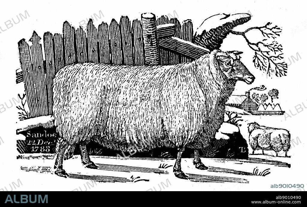 Dishley (New Leicester) sheep. Breed result of selective breeding programme by Robert Bakewell (1725-95) on his farm at Dishley, Leicestershire, England. From Thomas Bewick 'A General History of Quadrupeds' Newcastle-upon-Tyne 1811. Woodcut.