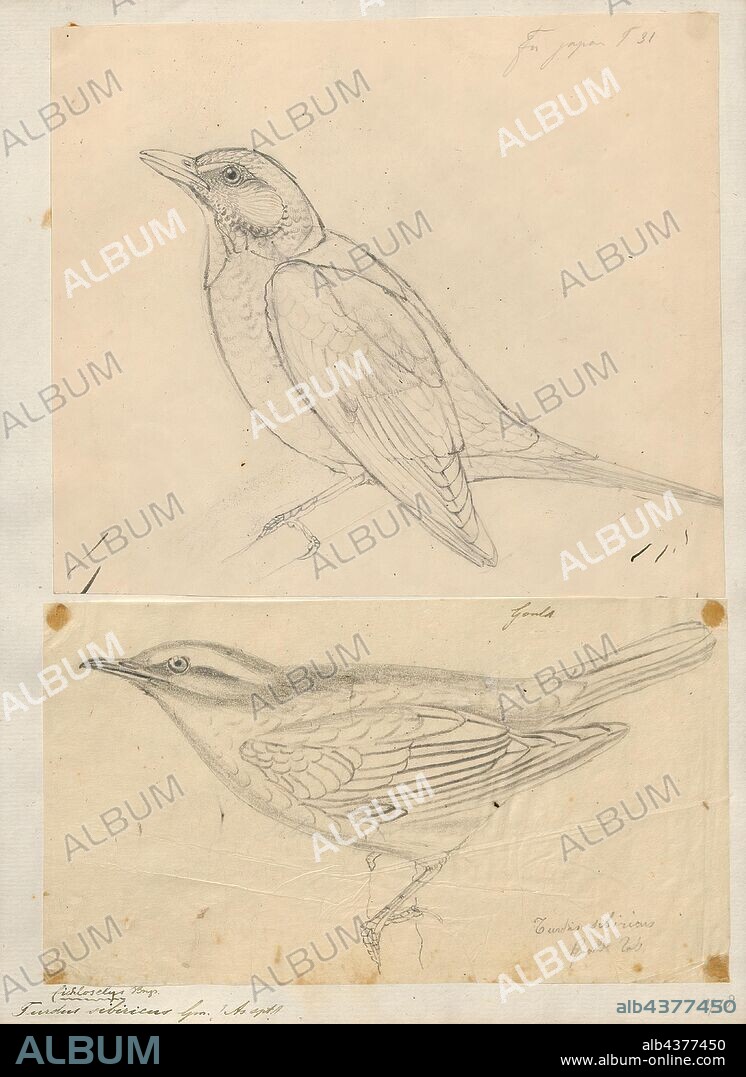 Turdus sibiricus, Print, The Siberian thrush (Geokichla sibirica) is a member of the thrush family, Turdidae. The genus name Geokichla comes from Ancient Greek geo-, "ground-" and kikhle, " thrush". The specific sibirica is Latin for Siberia., 1700-1880.