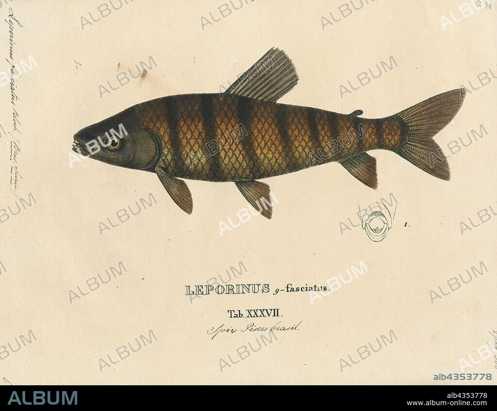 Leporinus fasciatus, Print, Leporinus fasciatus, commonly known as the banded leporinus or the black-banded leporinus, is a species of characin in the family Anostomidae. L. fasciatus is native to the Amazon Basin in South America, but has been introduced into the US states of Florida and Hawaii. It has not been observed from Hawaii as of 2005; the species is thought to have been extirpated in the region., 1700-1880.