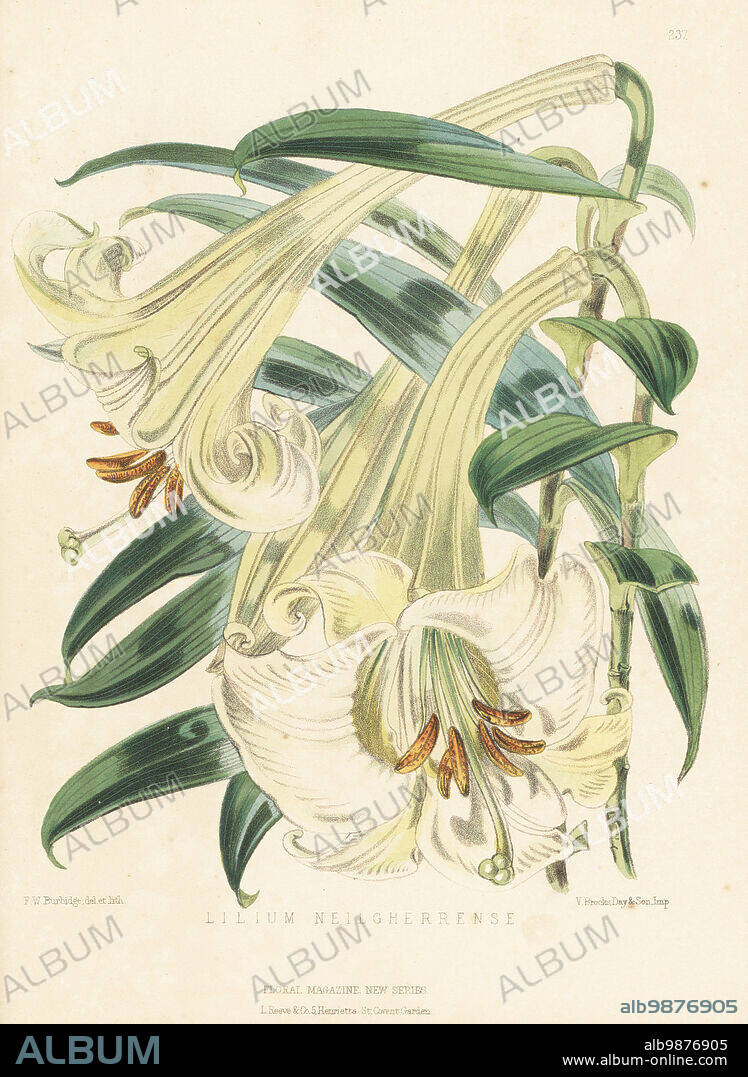 Wallich's lily, Lilium wallichianum var. neilgherrense, native to Myanmar, India, Nepal, Bhutan. Named for Danish plant hunter Nathaniel Wallich. As Lilium neilgherrense. Handcolored botanical illustration drawn and lithographed by Frederick William Burbidge from Henry Honywood Dombrain's Floral Magazine, New Series, Volume 5, L. Reeve, London, 1876. Lithograph printed by Vincent Brooks, Day & Son.