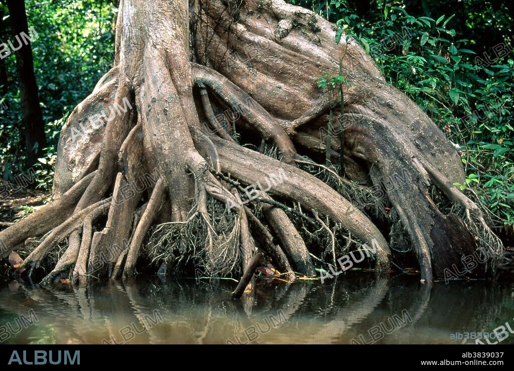 Buttress roots of a tree on the bank of a small river in the rainforest, Para, Brazil.