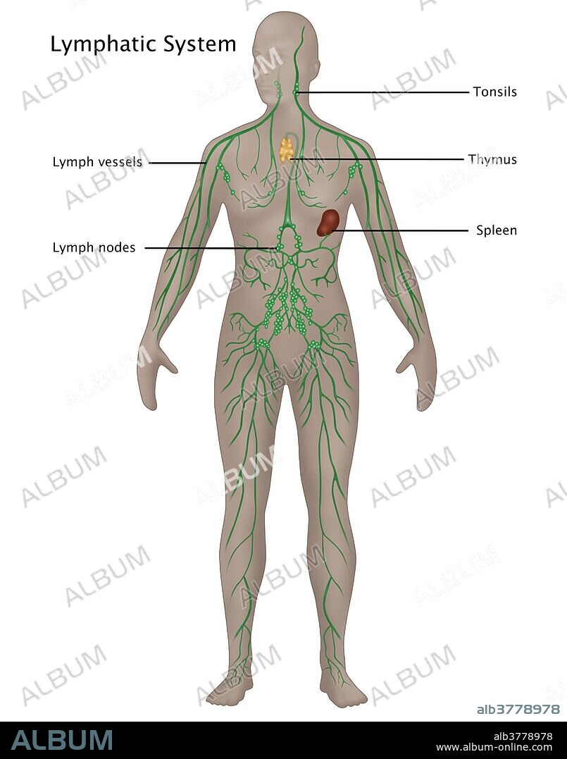 Illustration of the lymphatic system in the female anatomy. Labeled from top to bottom are: tonsils, thymus, lymph vessels, spleen, and lymph nodes.