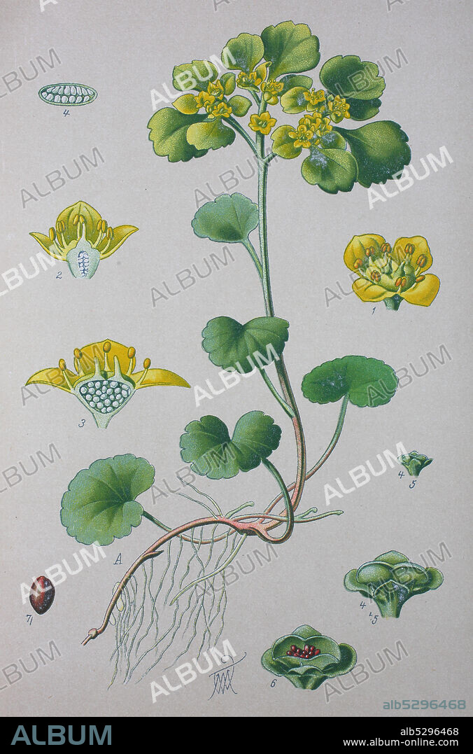 Digital improved high quality reproduction: Chrysosplenium alternifolium is a species of flowering plant in the saxifrage family known as the alternate-leaved golden-saxifrage  /  Wechselblättrige Milzkraut, Gold-Milzkraut, Wechselblatt-Milzkraut oder Krätzenblume genannt, ist eine Pflanzenart aus der Familie der Steinbrechgewächse.