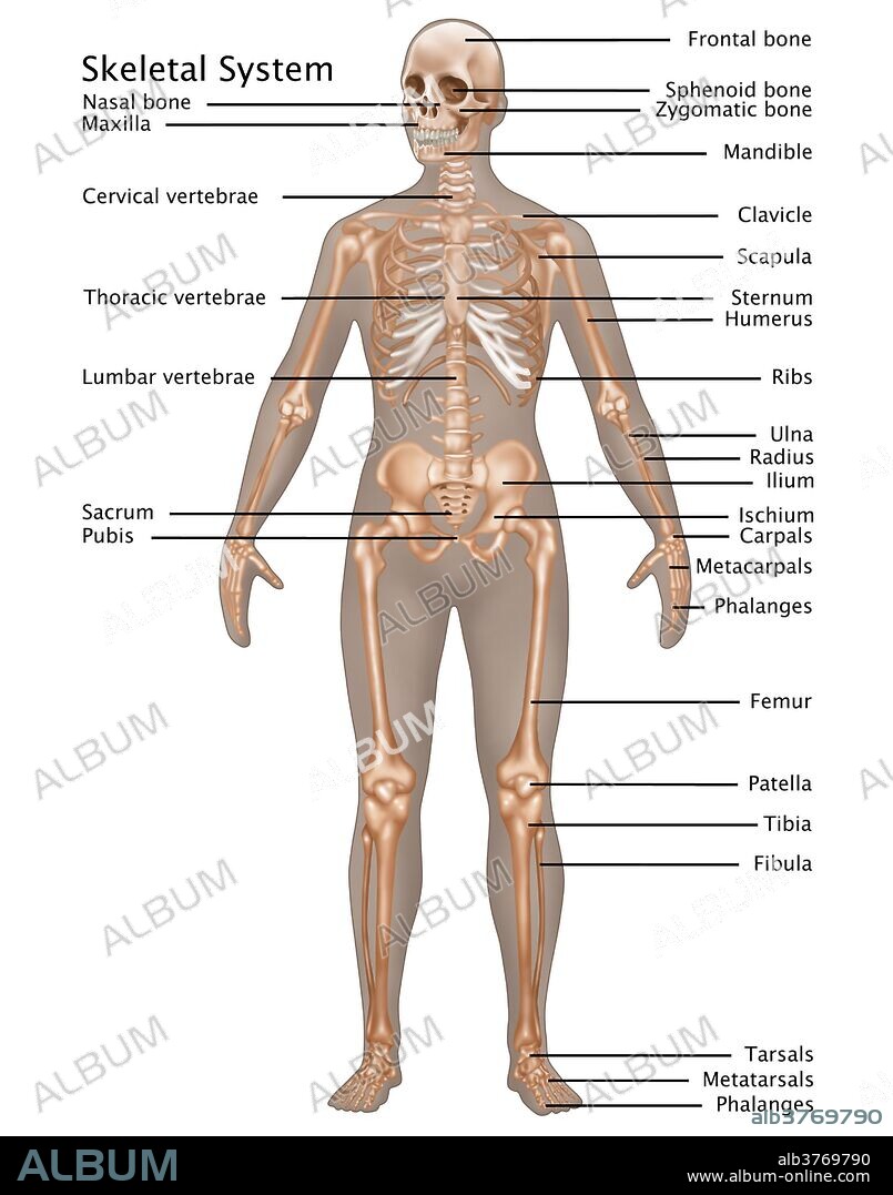 Illustration of the skeletal system in the female anatomy.