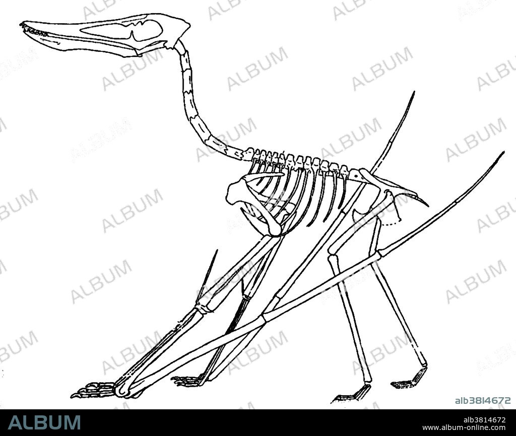 Cycnorhamphus ( swan beak ) is a genus of ctenchasmatoid pterodactyloid pterosaur from the Late Jurassic of France and Germany. Pterosaurs ( winged lizard ) were flying reptiles of the order Pterosauria. Pterosaurs are the earliest vertebrates known to have evolved powered flight. Shown here is a historical skeletal restoration of Cycnorhamphus suevicus.