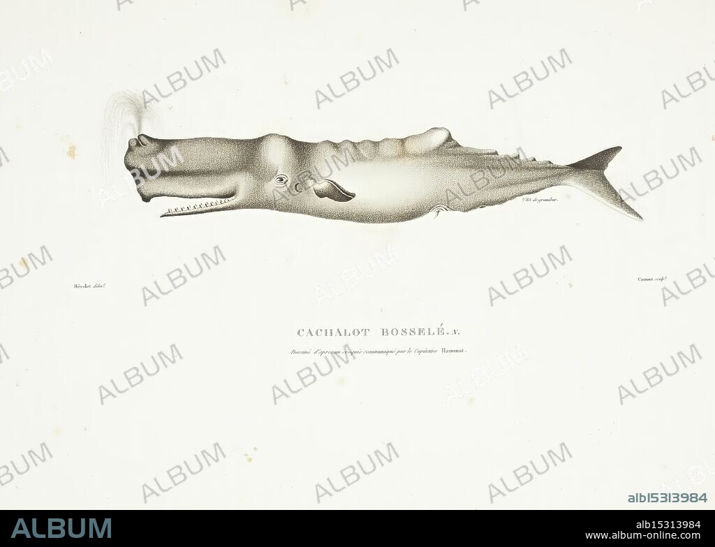 Voyage autour du monde, Paris, Pillet, Aine, Imprimerie royale, 1824, Physicienne, corvette, scientific expeditions, Uranie, corvette, voyages around the world, Museum Victoria, Whale, Whale, Physeter macrocephalus, sperm whale, mammals, Mammalia, Louis Freycinet, cachalot bosselé, Antoine Germain Bévalet, An illustration of a cetacean, showcasing its body in a lateral view. The scientific name is inscribed at the bottom, along with descriptive details about its features. The creature has a prominent head and elongated body, characteristic of marine mammals. Subtle shading highlights the contours and textures, emphasizing its anatomical details. There are no additional elements or background distractions, allowing the focus to remain on the cetacean itself.