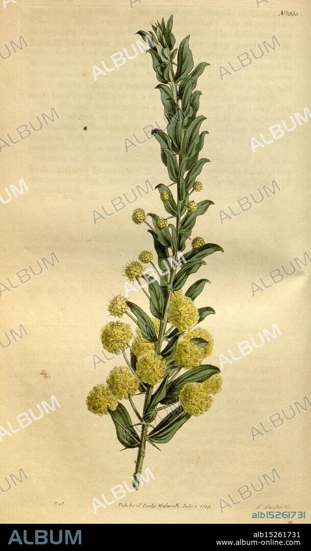 Curtis's Botanical Magazine, London, New York, botanical illustration, botany, periodicals, pictorial works, plants ornamental, Curtis, Australia, Acacia armata, Acacia paradoxa, taxonomy: family= Fabaceae, A botanical illustration showcasing a tall, slender stem adorned with elongated, lance-shaped leaves. At the top of the stem, clusters of round, yellow flower heads are prominently displayed, each resembling small pom-poms. The overall composition highlights the intricate details of the leaves and flowers, emphasizing their natural beauty and structure. The illustration is accompanied by botanical nomenclature, providing information about the species and its classification. This depiction reflects the artistry and precision typical of historical botanical studies.
