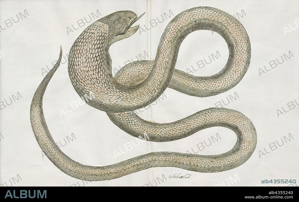 Naja haje, Print, The Egyptian cobra (Naja haje) is a species of venomous snake in the family Elapidae. Naja haje is one of the largest cobra species native to Africa, second to the forest cobra (Naja melanoleuca)., 1734-1765.