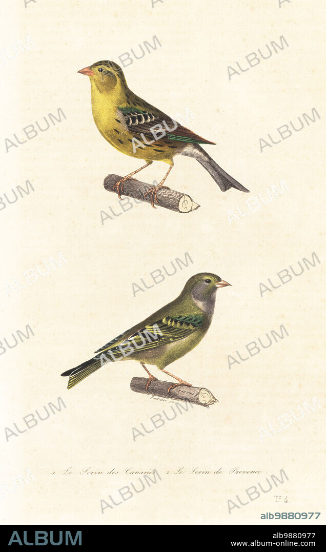 Atlantic canary, Serinus canaria 1, and European serin, Serinus serinus 2. Le serin des Canaries, Fringilla canaria, le serin de Provence. Handcoloured steel engraving by Fournier after an illustration by Edouard Travies from Achille Richard's Oeuvres Completes de Buffon, Pourrat Freres, Paris, 1839.