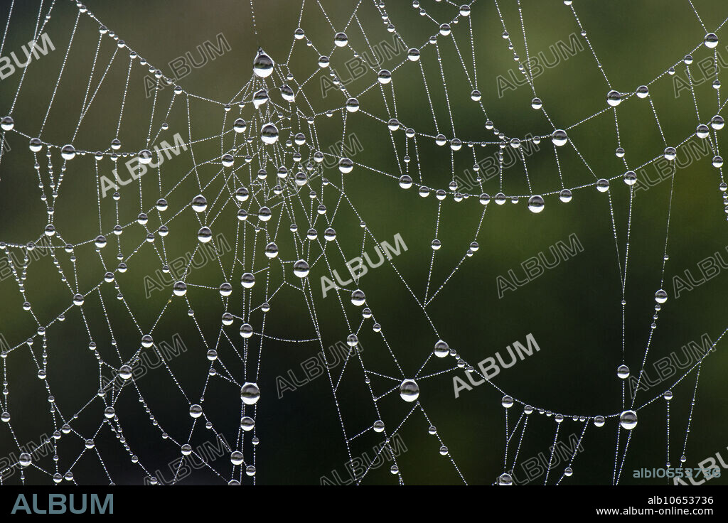Droplets on a spider's web