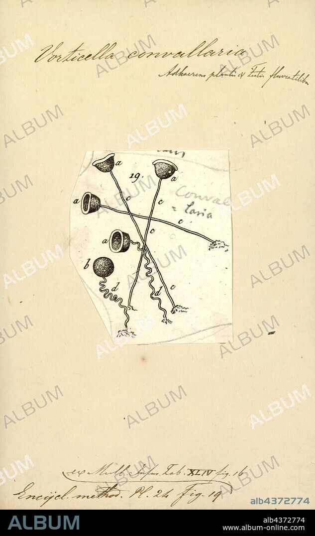 Vorticella convallaria, Print, Vorticella convallaria is a species of ciliates. It is the type species of the genus Vorticella. It resembles V. campanula, but differs in being somewhat narrow in the anterior end and usually having no refractile granules in the endoplasm.