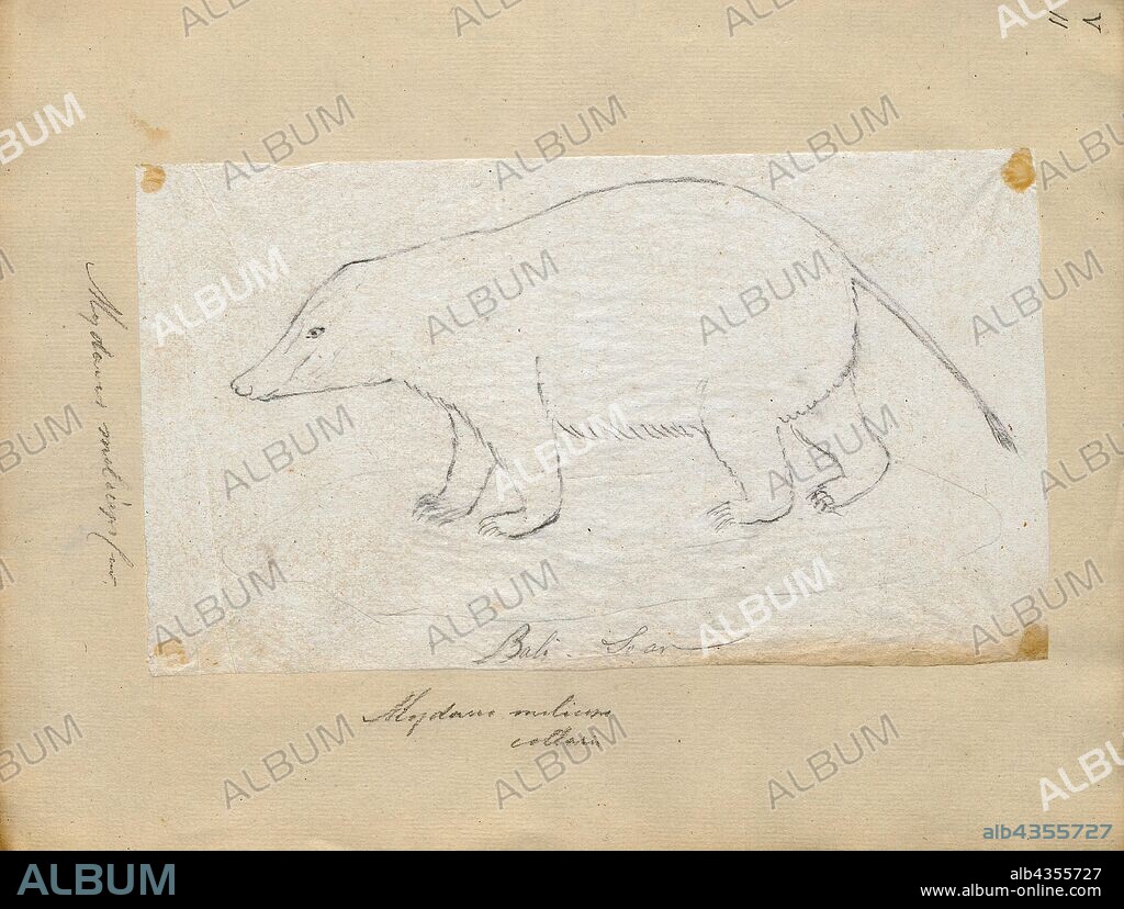 Mydaus meliceps, Print, The Sunda stink badger (Mydaus javanensis), also called the Javan stink badger, teledu, Malay stink badger, Malay badger, Indonesian stink badger and Sunda skunk, is a mammal native to Indonesia and Malaysia. Despite the common name, stink badgers are not closely related to true badgers, and are, instead, Old World relatives of the skunks., 1700-1880.